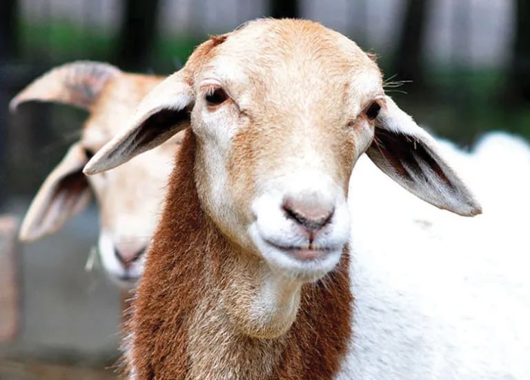 Camping Zornica House gallery 2