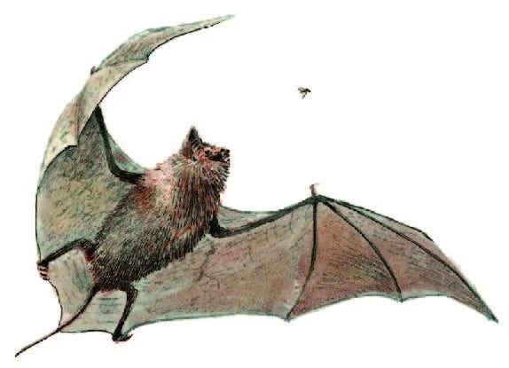 Kickapoo Cavern State Park Campground gallery 2