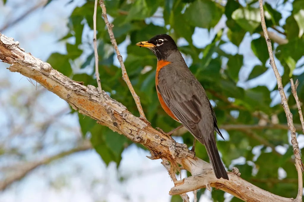 Cherry Creek State Park gallery 2