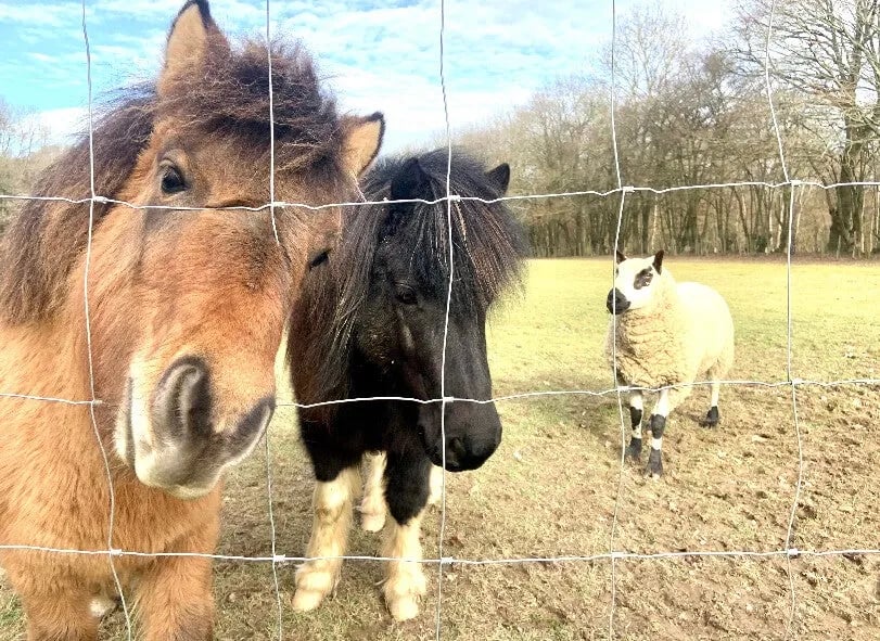The Big Green Shepherd’s Hut gallery 3
