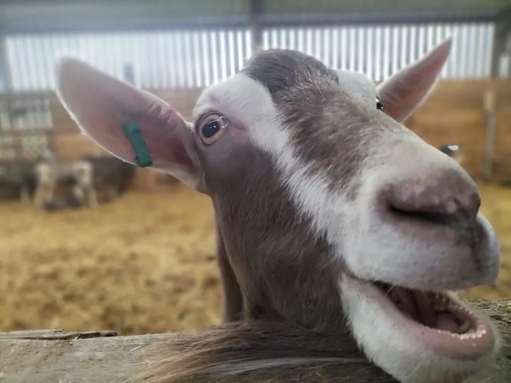 Wookey Farm gallery 2