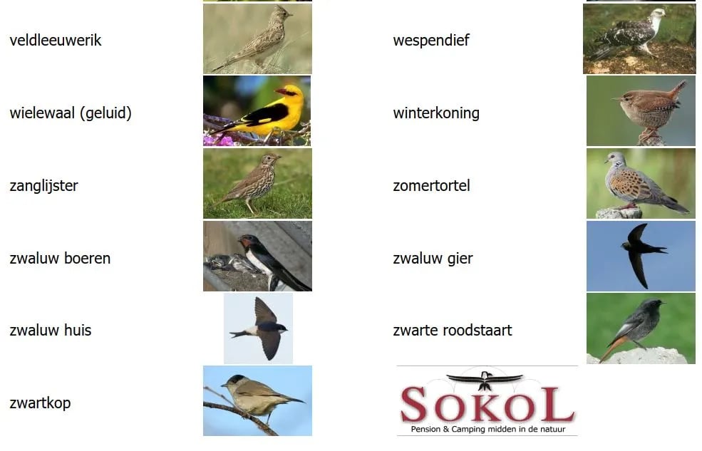 Camping Sokol gallery 1