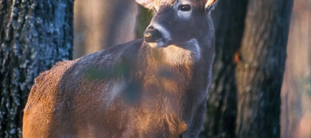 Drury-Mincy Conservation Area