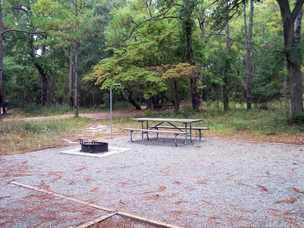 Carolina Beach State Park Campground gallery 1