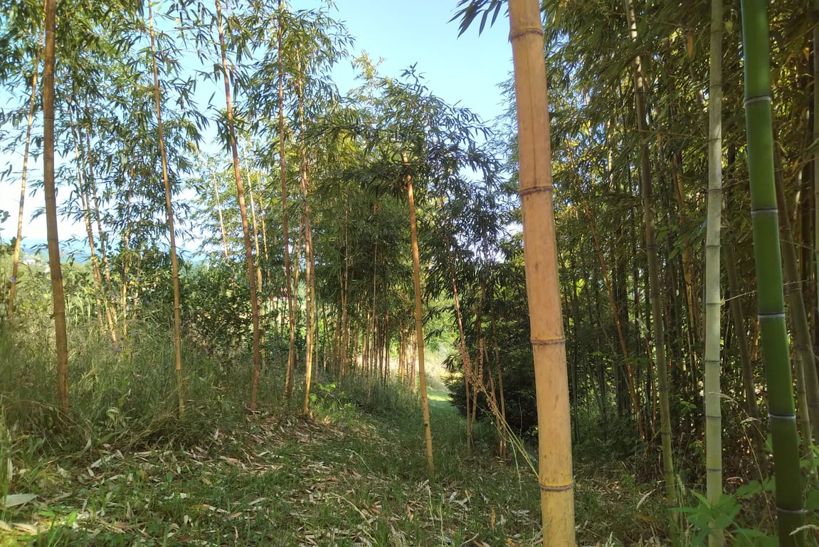 Nature Camp Eucalyptus gallery 2