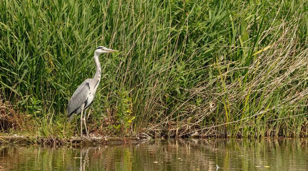 Cottington Lakes gallery 3