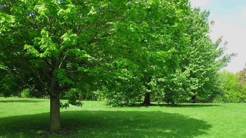 Sweet Gum Mobil Community and RV Park gallery 3