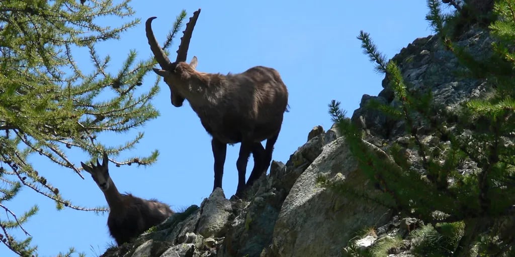 Camping Val di Rhemes gallery 2