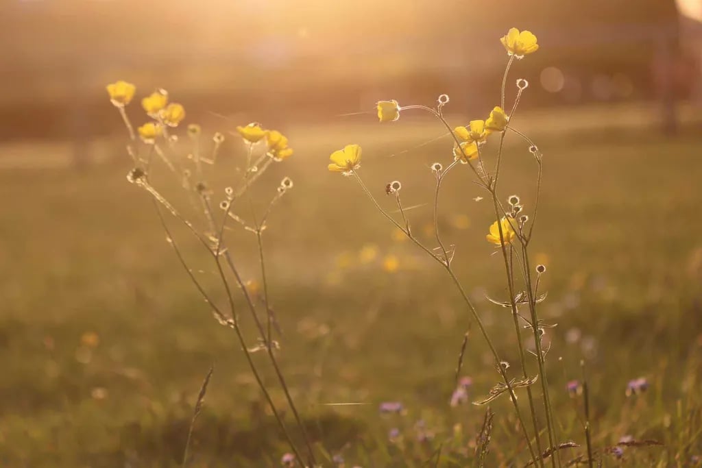 Greenway Farm Caravan and Camping Park gallery 1