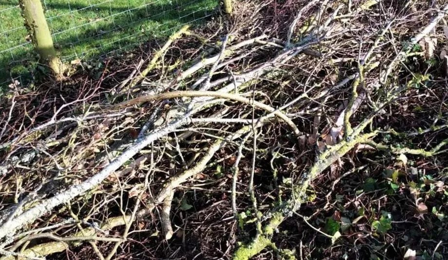 West Fleet Holiday Farm gallery 3