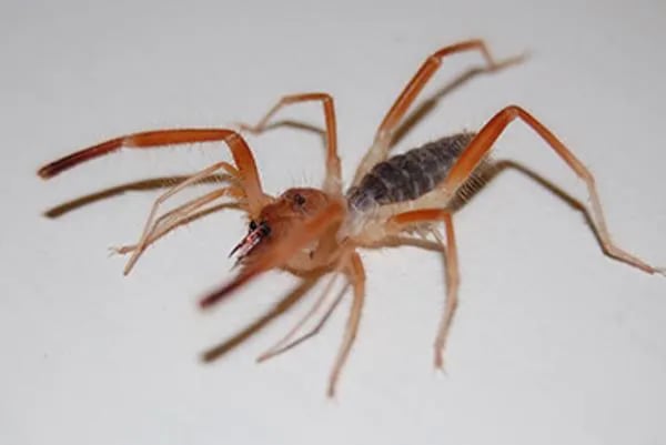 Catalina State Park gallery 3