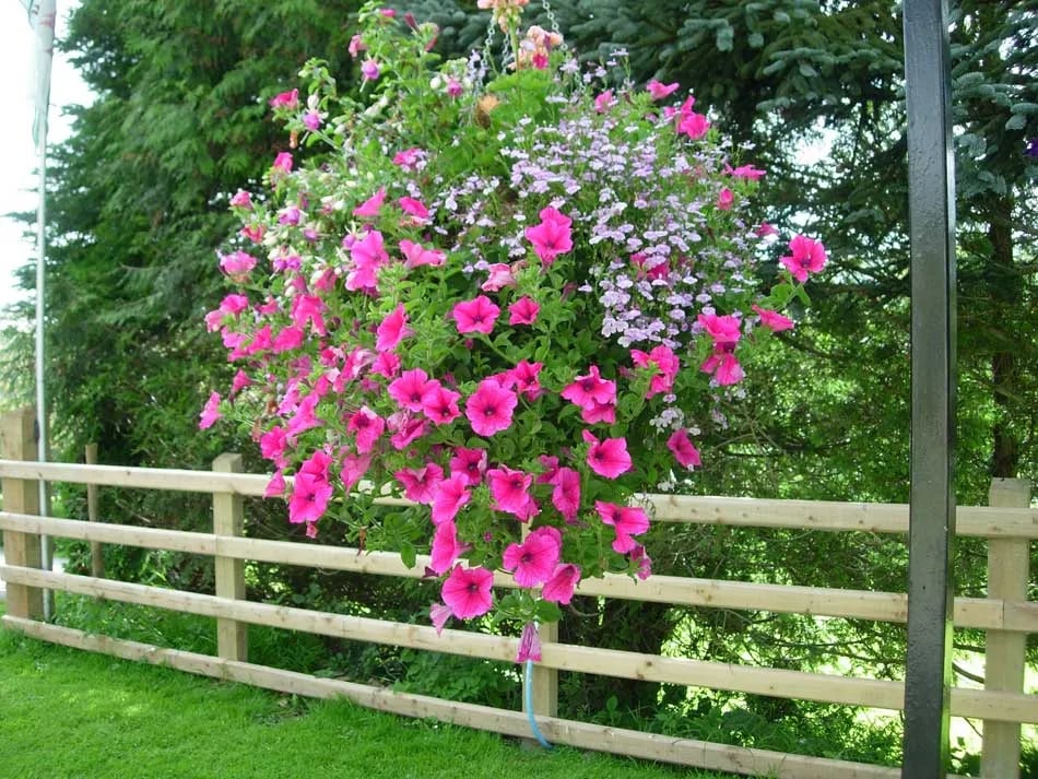 Erwbarfe Farm Caravan Park gallery 1