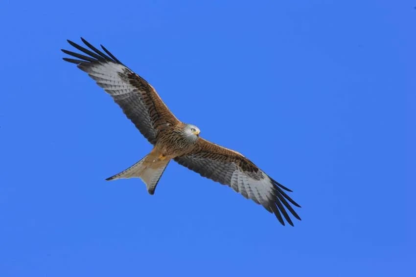 Erwbarfe Farm Caravan Park gallery 2