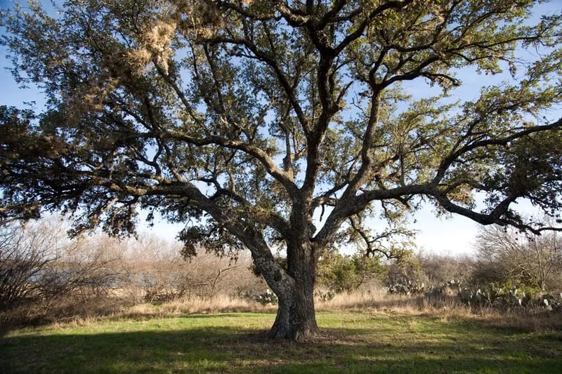 Matagorda Bay Nature and RV Park gallery 1