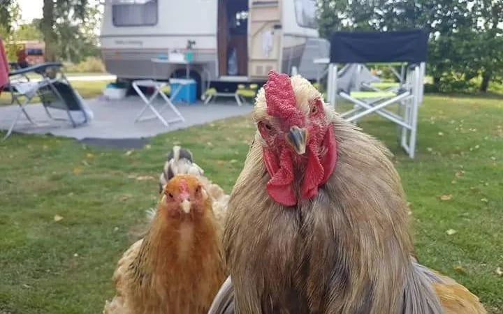 Camping Boerenzwaluw gallery 2