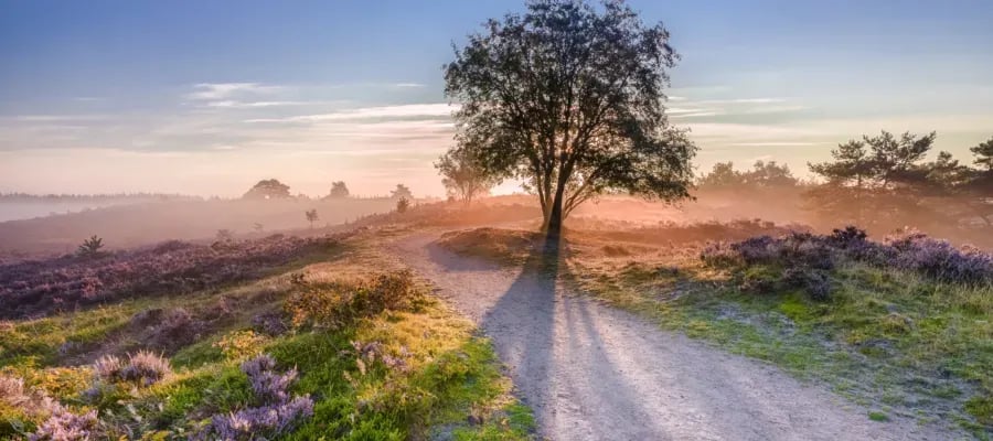 Ardoer Camping De Zandhegge gallery 2