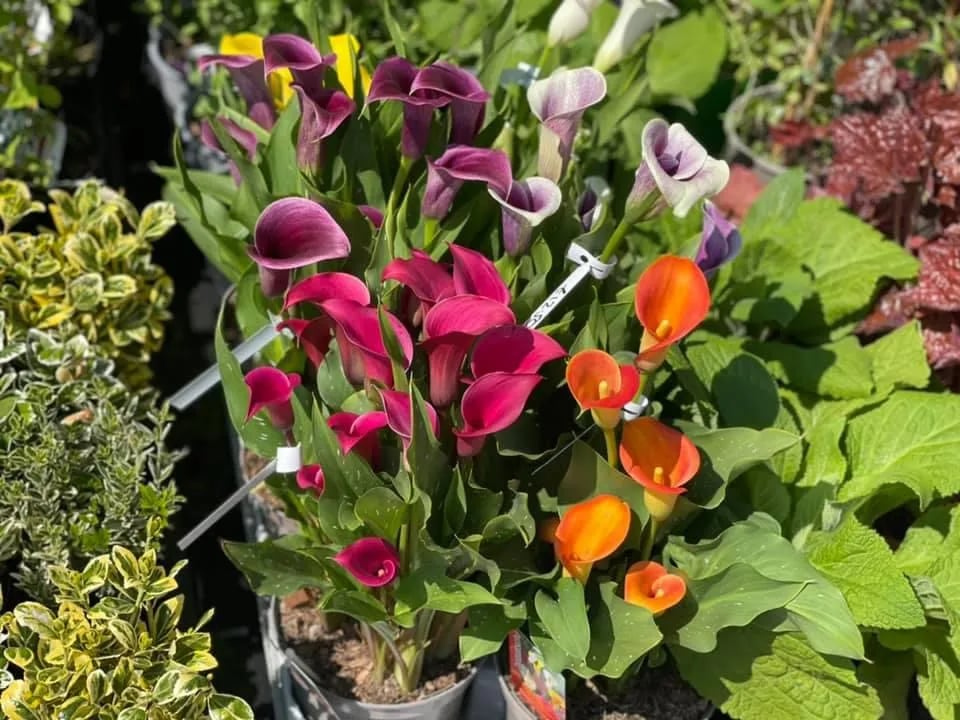 Top End Farm gallery 1