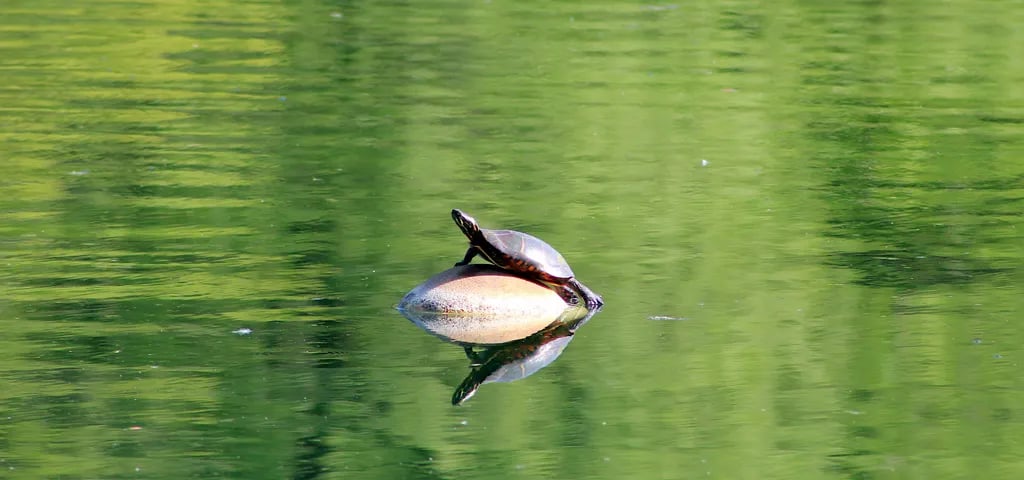 Cooperstown Shadow Brook Campground gallery 1