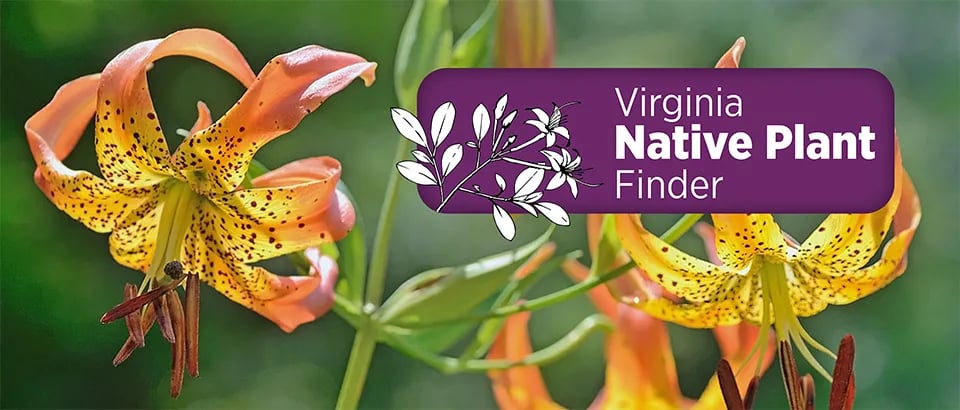 Cliffview Campground — New River Trail State Park gallery 1