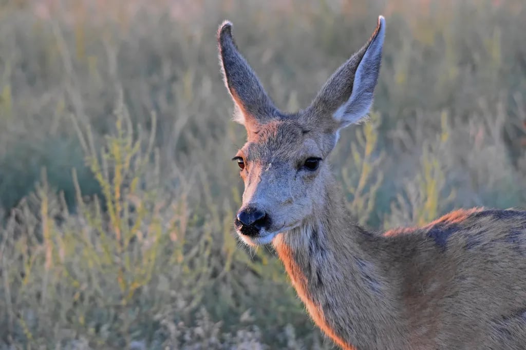 Castlewood Canyon State Park gallery 2