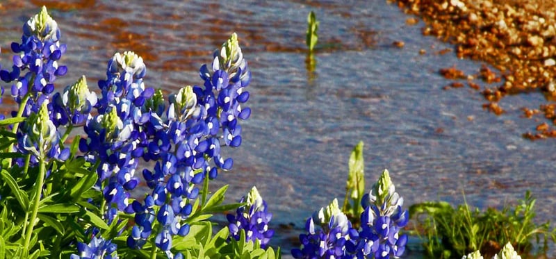 Shady Oaks RV Park gallery 2