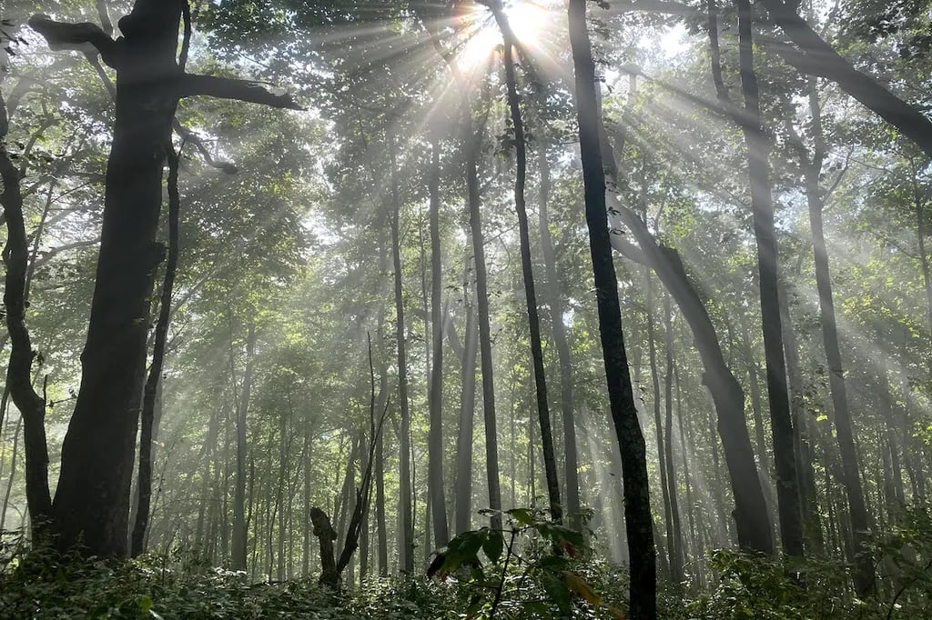 Springer Mountain Shelter gallery 1