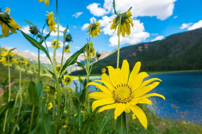 Piney River Ranch at Piney Lake gallery 2