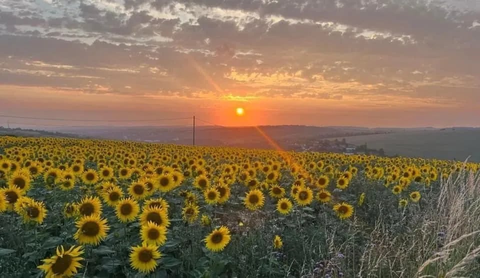 Pop-up Brighton Campsite gallery 3