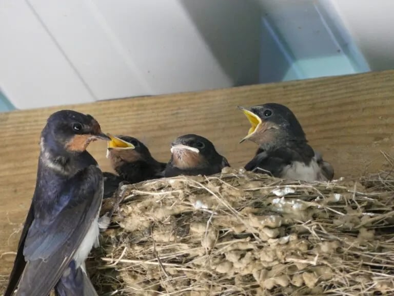 Baconsthorpe Meadows Campsite gallery 2