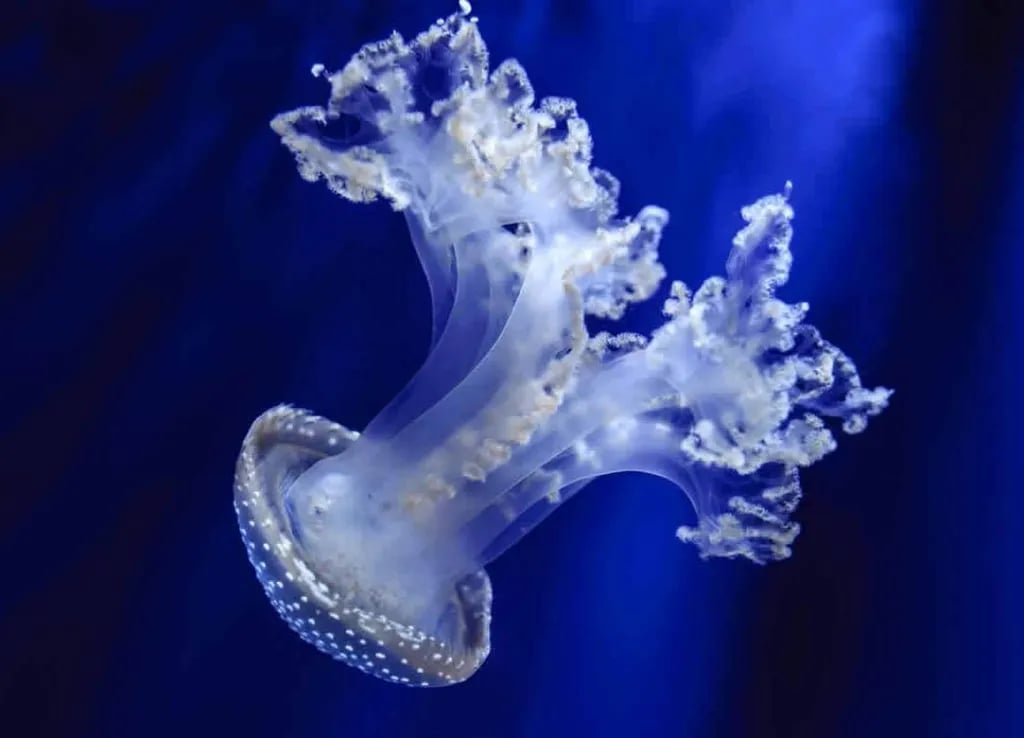 Caravan Park La Vesima gallery 1