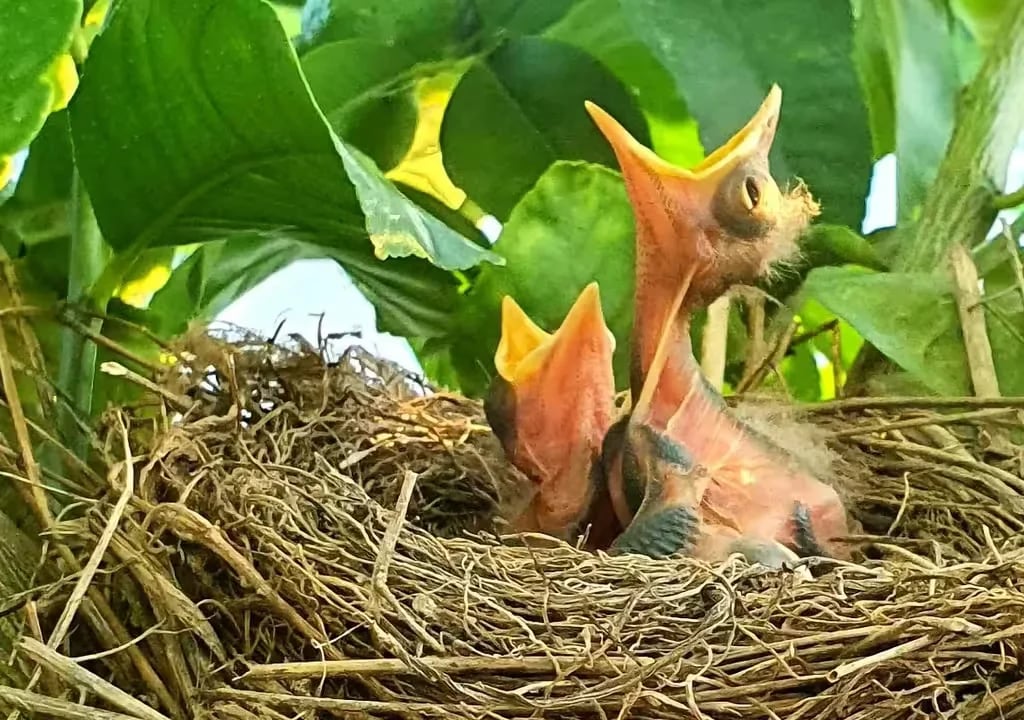 Camper Park Huerta de Murcia gallery 1