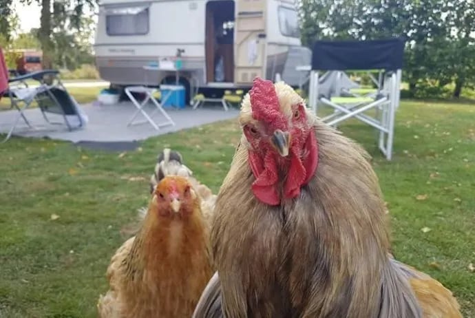 Camping Boerenzwaluw gallery 3