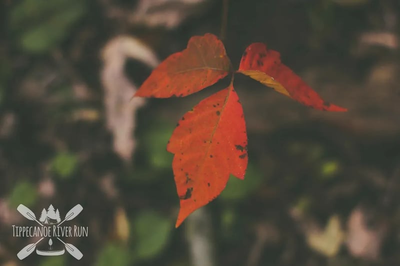 Tippecanoe River Run gallery 1