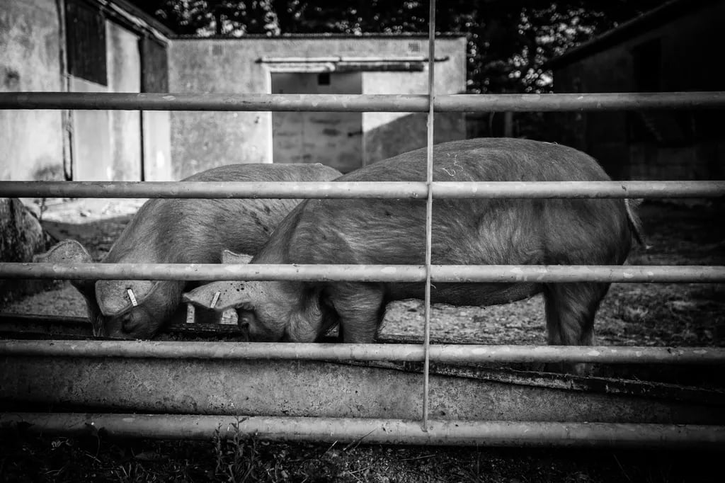 Trevayne Farm Caravan and Camping Park gallery 2