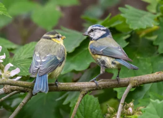 Griffon Forest gallery 2