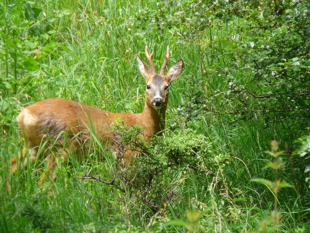 Camping Edersee-Paradies gallery 2