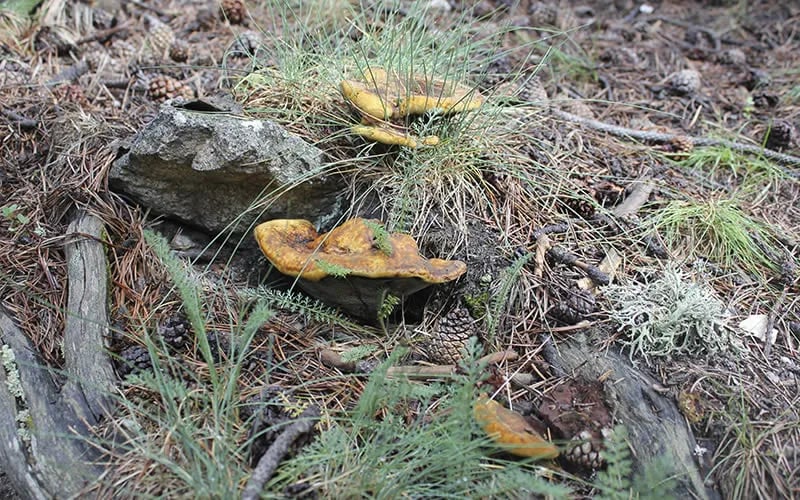 Camping Pont D’ardaix gallery 3
