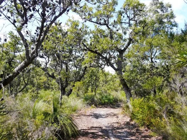 Bribie Island National Park and Recreation Area gallery 3