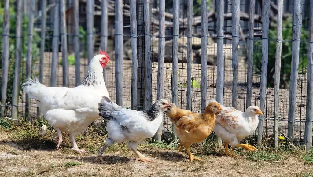 Camping de l’Étang du Pays Blanc gallery 1