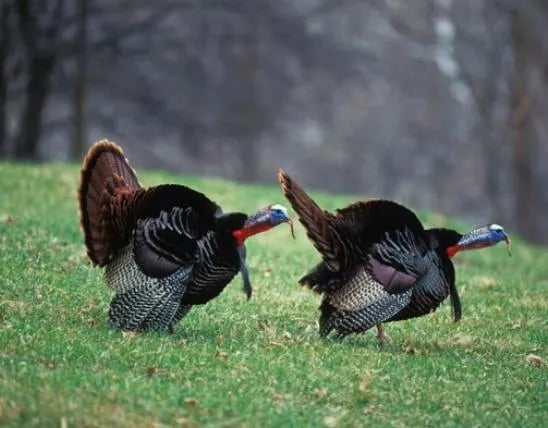 Daniel Boone Conservation Area gallery 2