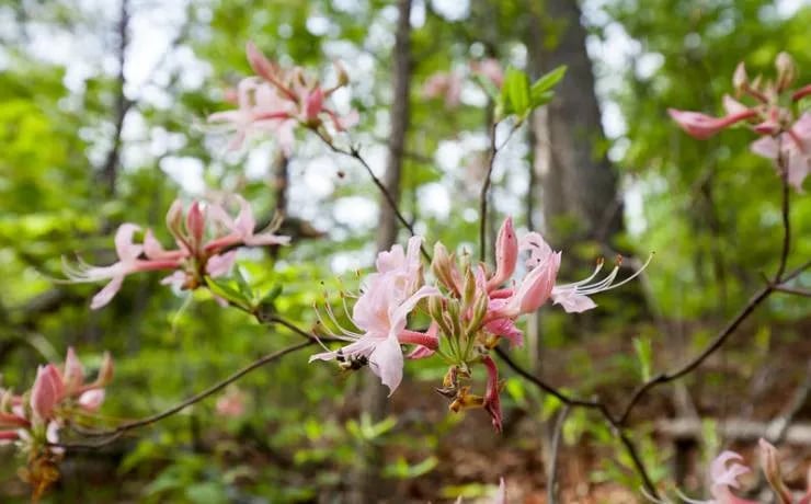 Hawn State Park Campground gallery 2