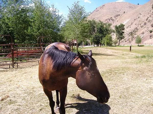 Wagonhammer RV Park & Campground