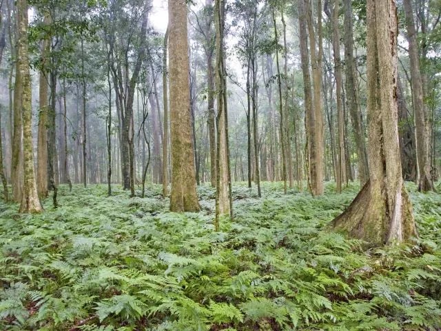Bunya Mountains National Park gallery 2