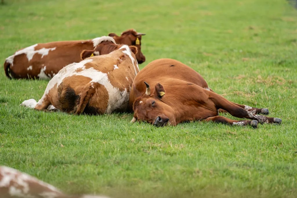 Boerderijcamping Het Varsenerveld gallery 1