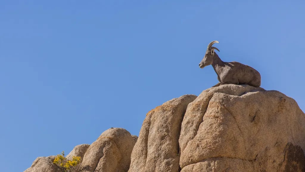 15 min to Joshua Tree National Park! gallery 1