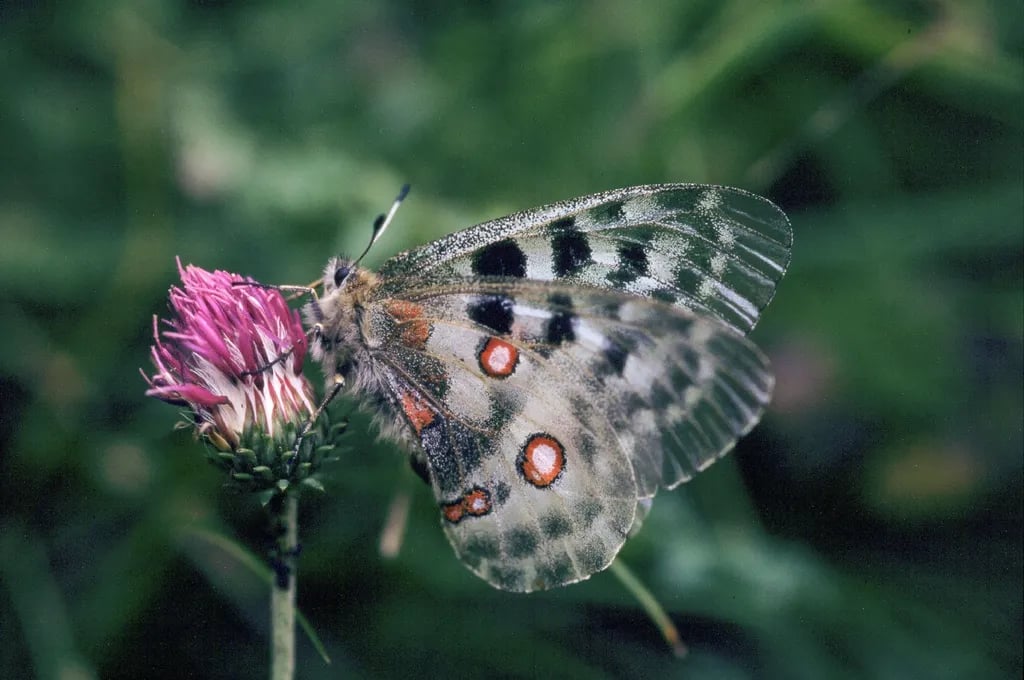 Camping Lastei gallery 3