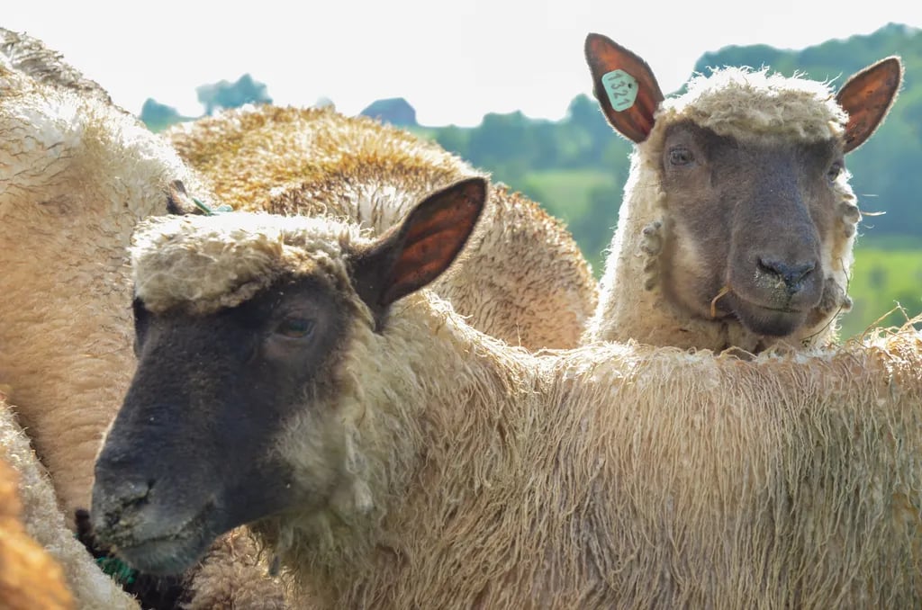 Stony Rose Farms gallery 2