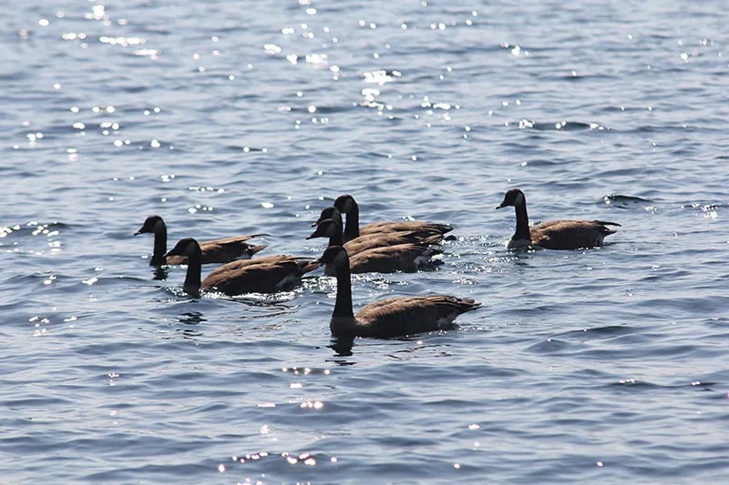 Clearwater Lodges gallery 2