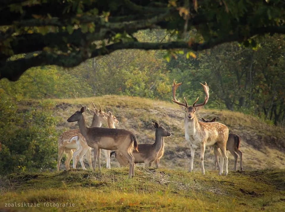 Mini Camping Klein Zeeduin gallery 1