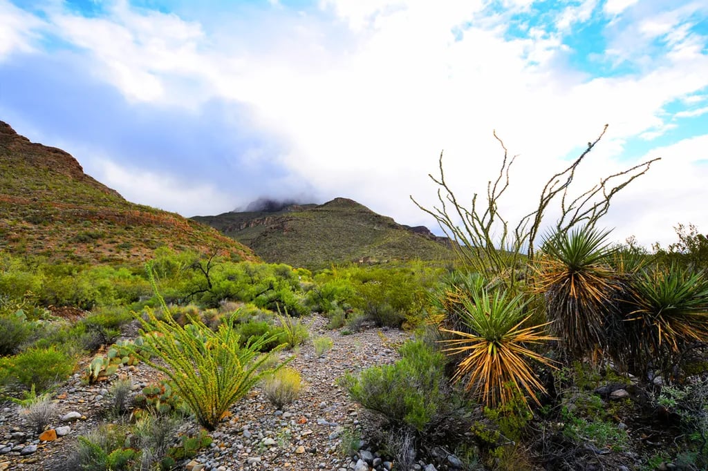 Oliver Lee Memorial State Park — Oliver Lee State Park gallery 3